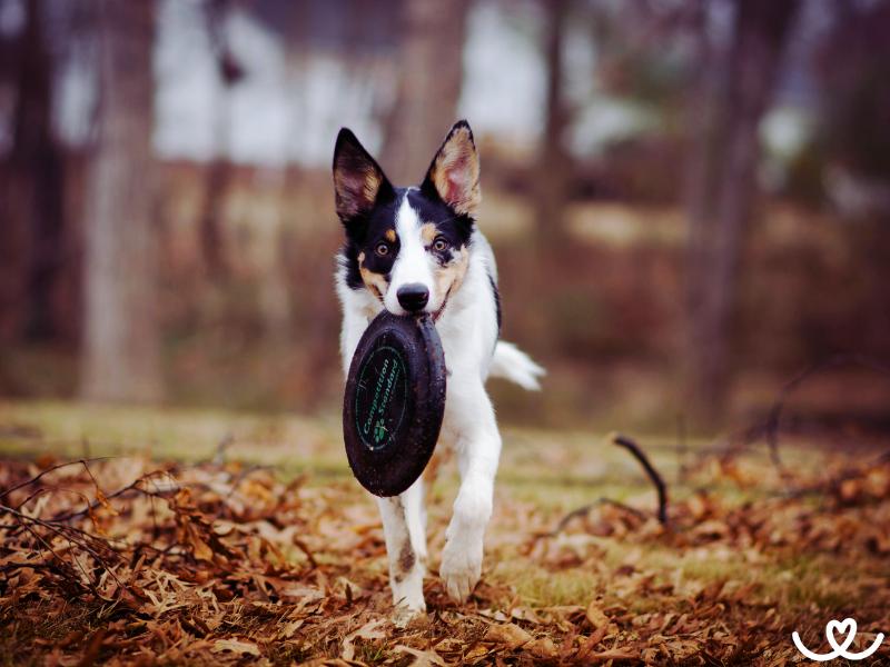 Dogfrisbee (2)